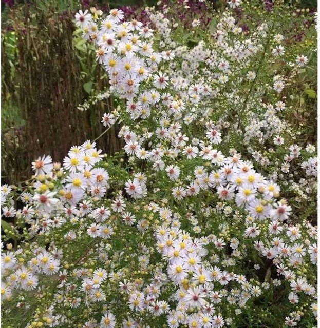 Herbstmyrthe Aster ericoides als mehrjährige Pflanze für den Steingarten von Nr-01.de - Bild 1