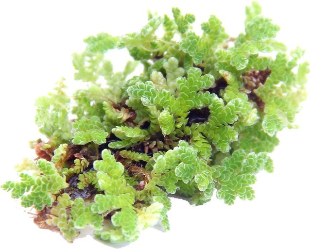 Dennerle Azolla Filiculoides Schwimmpflanze für dein Aquarium oder deinen Gartenteich in Grün - Bild 1