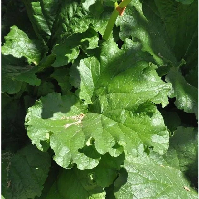 Rhabarber Victoria Rheum rhabarbarum als Stauden-Pflanze im Topf - Bild 1