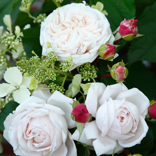 KORDES ROSEN Beetrose Constanze Mozart in Rosa mit gefüllten Blüten - Bild 2