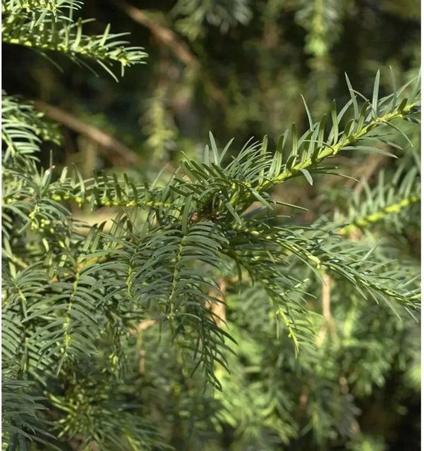 Taxus baccata Eibe Erwin von Nr-01.de, grüner Solitär-Strauch, 30-40 cm - Bild 1