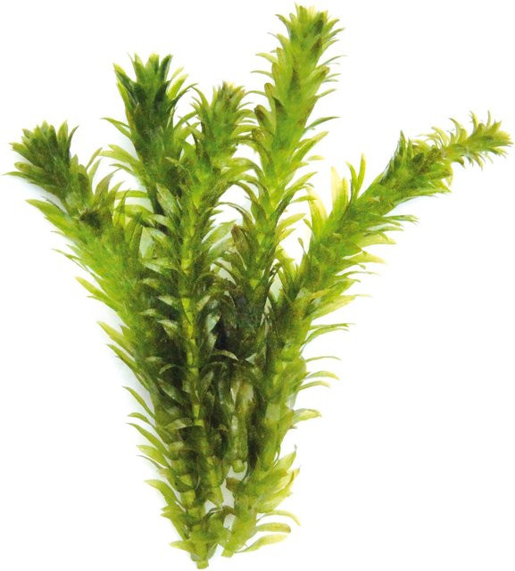 Dennerle Plants Aquariumpflanze Egeria Densa im Tonring, Grün - Bild 1