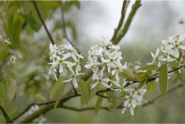 Amelanchier Laevis Kupfer-Felsenbirne Zierstrauch mit weißen und orangefarbenen Blüten, 60–100 cm - Bild 1
