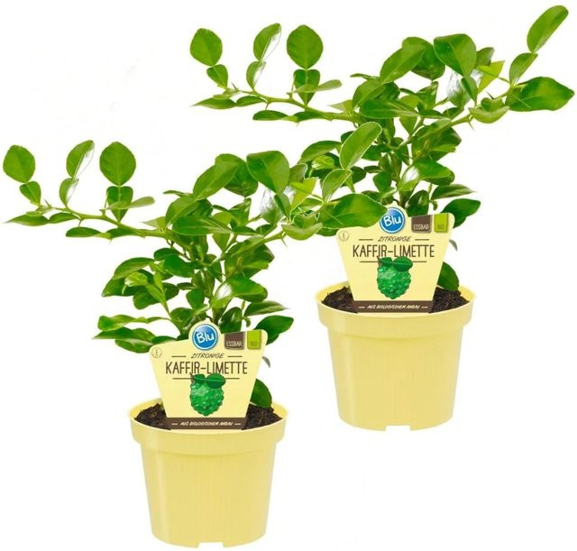 Exotenherz Kaffirlimette Citrus Hystrix Gewürzpflanze, 2 Pflanzen, grün - Bild 1