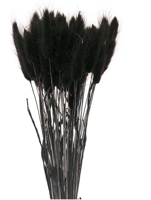 Rico Design Getrockneter Lagurus in Schwarz, 50 Stück, Höhe: 40 cm - Bild 1