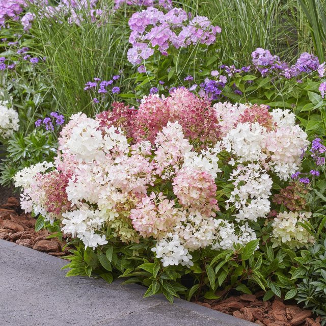 Rispenhortensie Groundbreaker Blush in Rosa und Weiß als Bodendecker und Staudenpflanze - Bild 1