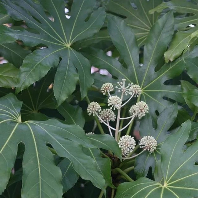 Arborix Zimmeraralie Fatsia japonica als immergrüne Zimmerpflanze im Container, Höhe: 60 bis 80 cm - Bild 1