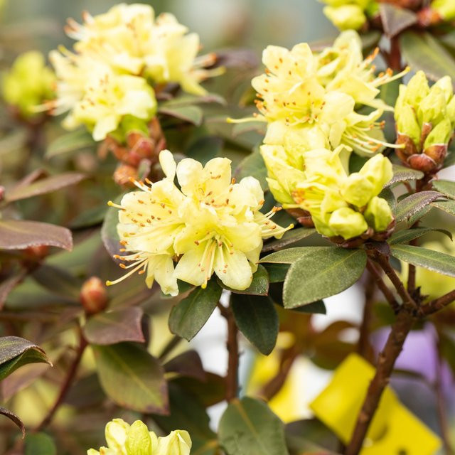 Rhododendron Princess Anne gelber Zierstrauch - Bild 1