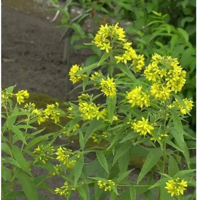 Gilbweiderich Lysimachia vulgaris gelbe Staude für Teichrandbepflanzung und Staudengärten von Nr-01.de - Bild 1