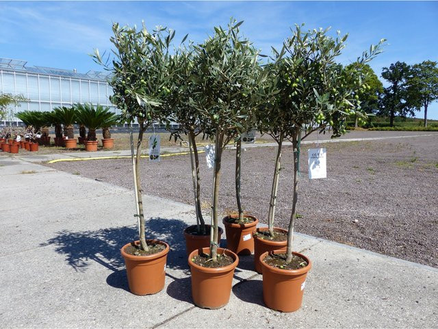 Olea Europaea Olivenbaum mit Früchten, Höhe: 80 - 100 cm, Grünwaren - Bild 1