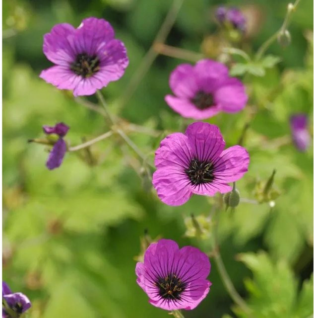 Schwarzäugiger Storchschnabel Geranium psilostemon lila Stauden Solitärpflanze von Nr-01.de - Bild 1