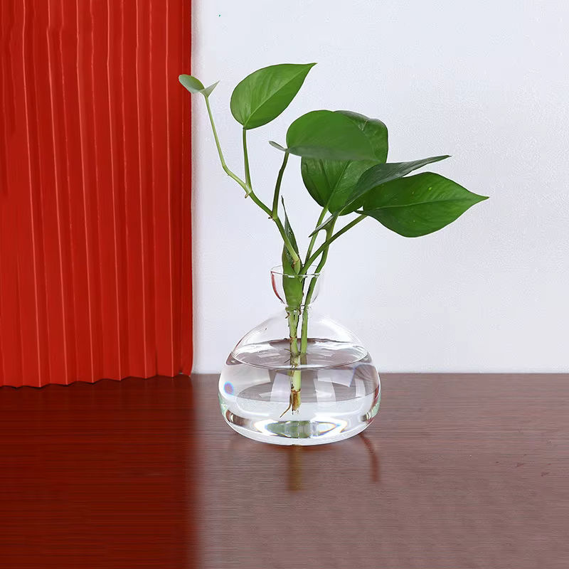 WHPHous Avocado-Samen-Startervase aus transparentem Glas für den Pflanzenanbau - Bild 4