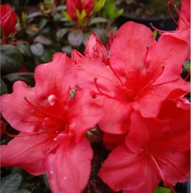 Japanische Azalee Johanna Rhododendron obtusum Zwerg Alpenrose in Pink, Höhe: 40-50 cm - Bild 1