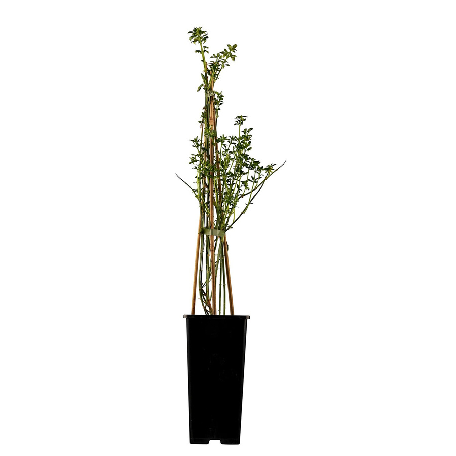 GROW by OBI Winter-Jasmin Jasminum in Gelb und Grün, Höhe: 30 - 40 cm, Topf-Durchmesser: 2 cm - Bild 2