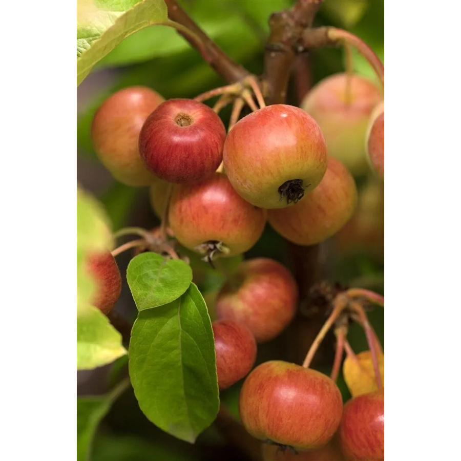 Malus Evereste Zierapfel als Zierbaum mit weißer, grüner, orangefarbener und roter Blüte, Höhe: 60–100 cm - Bild 2