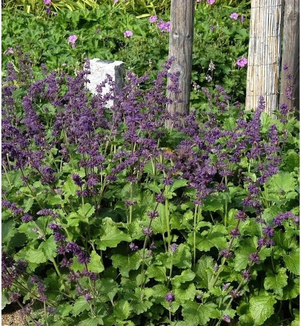 Quirlblütiger Salbei Purple Rain Salvia verticillata als lila Zierpflanze für den Staudengarten - Bild 1