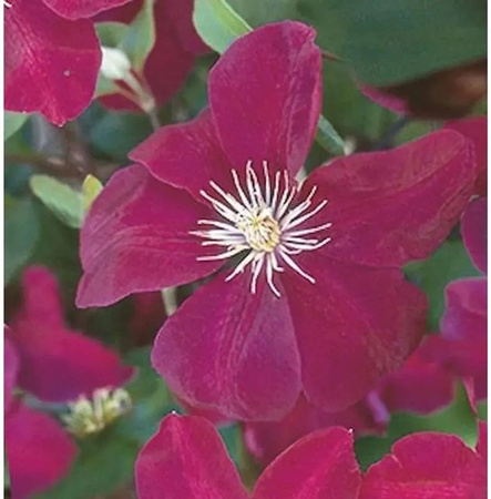 Clematis Waldrebe Ernest Markham rot und weiß als Kübelpflanze für deinen Garten