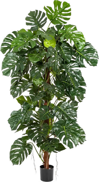 Künstliche Monstera Thore von Aplanta, grüne Zimmerpflanze, Höhe: 190 cm - Bild 1