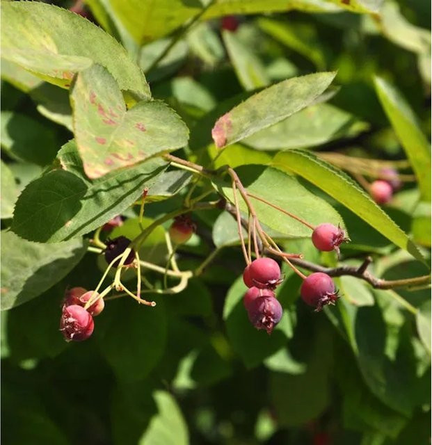 Hängende Felsenbirne Amelanchier von Nr-01.de, Beerenstrauch in Weiß und Grün, Höhe: 100-125 cm - Bild 1