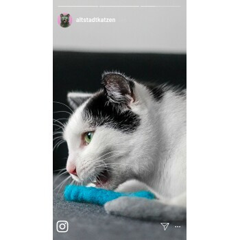 Kater Kasimir Filzwürmchen, 3-teiliges Set, handgerollt aus reiner Schurwolle vom Schaf - Bild 3