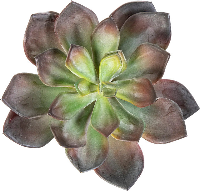 Künstliche Echeveria Helena von Aplanta, Sukkulente in Rot und Grün, Topfpflanze für den Tisch, Höhe: 15 cm - Bild 1