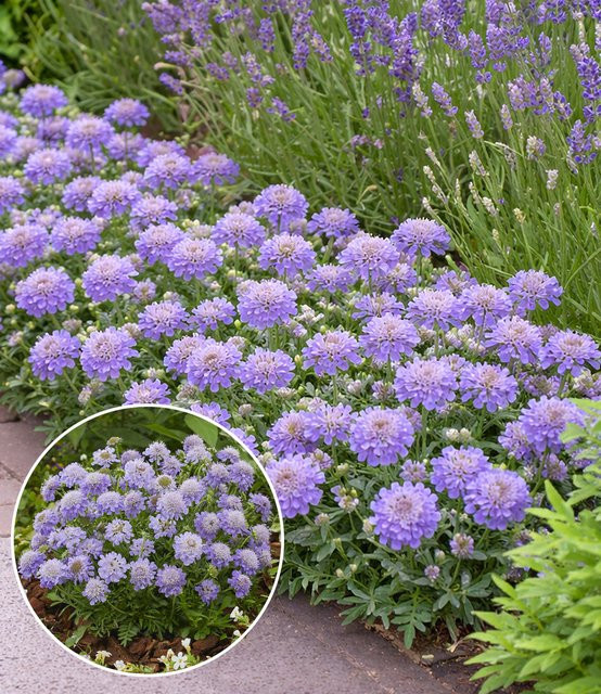 Scabiose Blue Eyes® - Bild 1