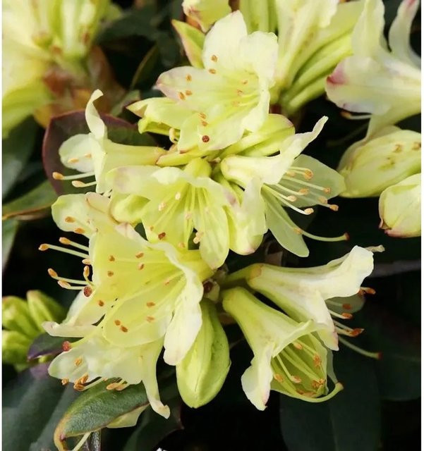 Zwerg Rhododendron Shamrock Alpenrose von Nr-01.de für Steingärten und Freiland - Bild 1