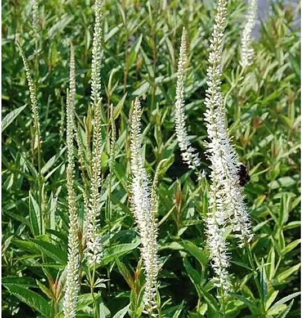 Veronicastrum virginicum Diana Virginischer Riesen Ehrenpreis als mehrjährige Gartenpflanze - Bild 1