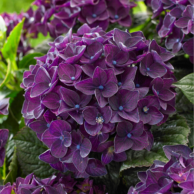 Bauernhortensie Music Collection Deep Purple Dance im Topf, violett - Bild 1