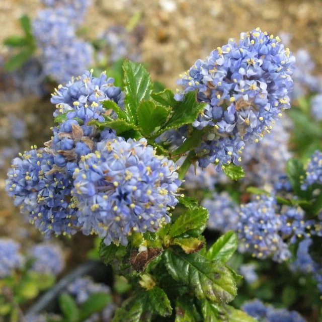 Arborix Säckelblume Blue Mound Ceanothus in Hellblau, Zierstrauch im Container, Höhe: 30 bis 40 cm - Bild 1