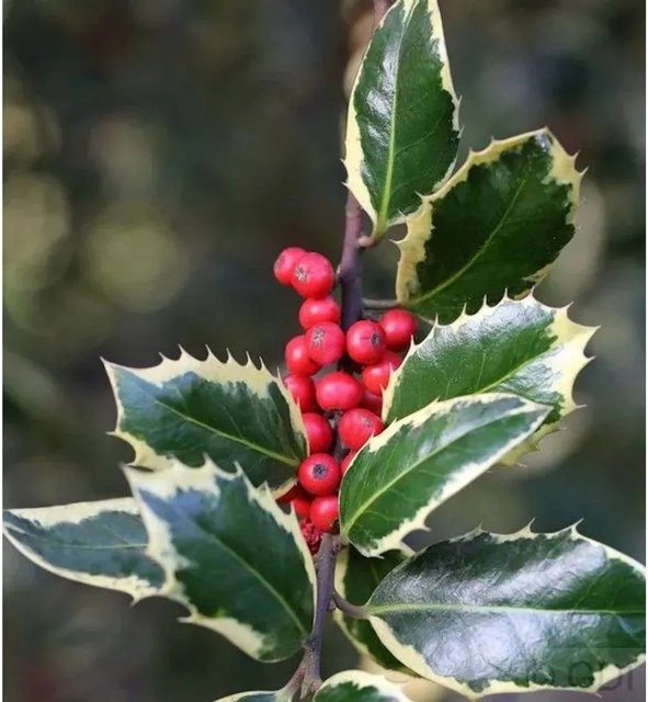Weißbunte Stechpalme Ilex Argentea Marginata in Grün-Weiß von Nr-01.de - Bild 1