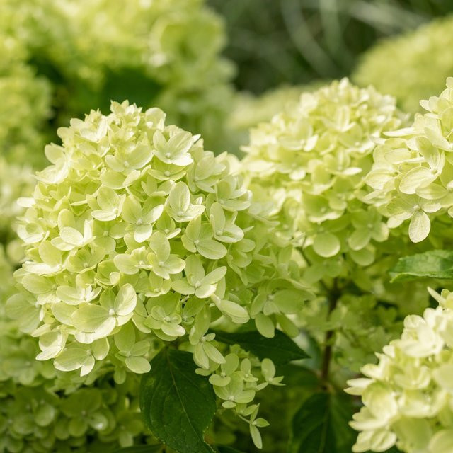 Rispenhortensie Little Lime in Weiß und Grün von Mein schöner Garten Shop - Bild 1