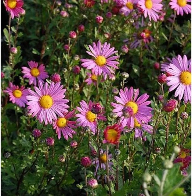 Herbstaster Clara Curtis Chrysanthemum zawadskii als winterharte Staude für deinen Garten - Bild 1