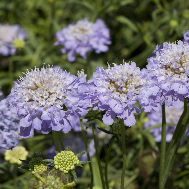 BIO Scabiosa Caucasica Staude von BLUME2000, 3 Stück - Bild 1