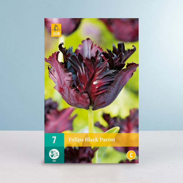 Papageien-Tulpe Black Parrot von BLUME2000 mit 7 Zwiebeln für deinen Garten - Bild 1