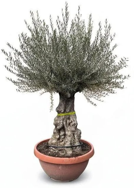 Sunny-Tree Olivenbaum Olea Europaea im Dekotopf, 200 cm hoch, fruchttragend und winterhart - Bild 1