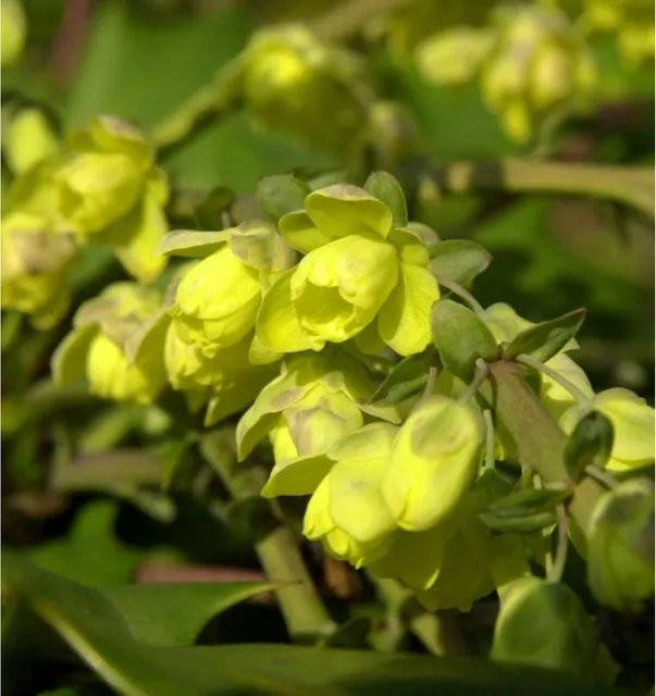 Mahonia bealei Schmuckblatt Strauch für den Garten - Bild 1