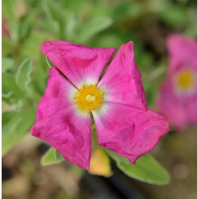 Taurische Zistrose Cistus incanus rosa Zierstrauch - Bild 1