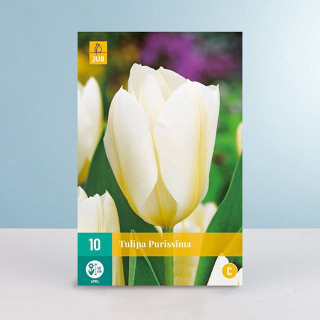 Fosteriana Tulpe Purissima Zwiebeln von BLUME2000 für Frühlingsbeete und Balkon, 10 Stück - Bild 1