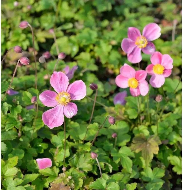 Japanische Herbstanemone Hadspen Abundance Anemone hupehensis in Pink für den Garten und Freiland - Bild 1
