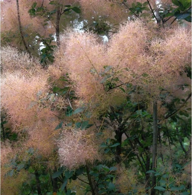 Perückenstrauch Cotinus coggygria Magical Torch in Orange und Rot, 40-60 cm Höhe - Bild 1