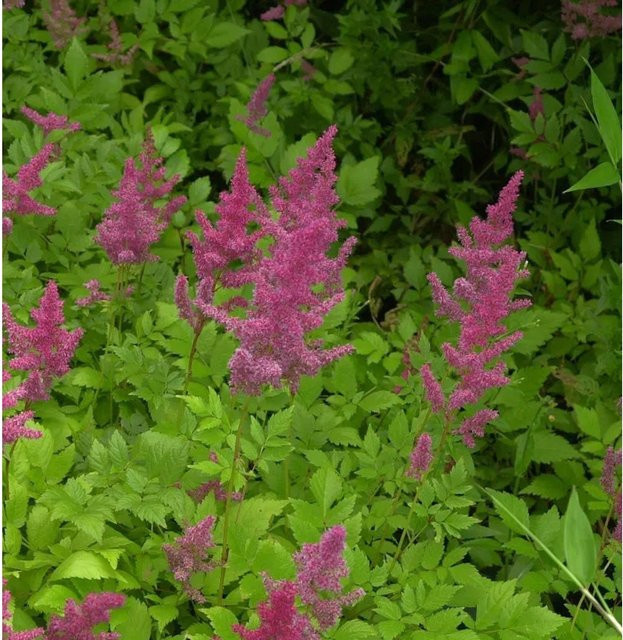 Astilbe arendsii Prachtspiere Rotlicht von Nr-01.de als rote und pinke Schnittblume und Bodendecker - Bild 1