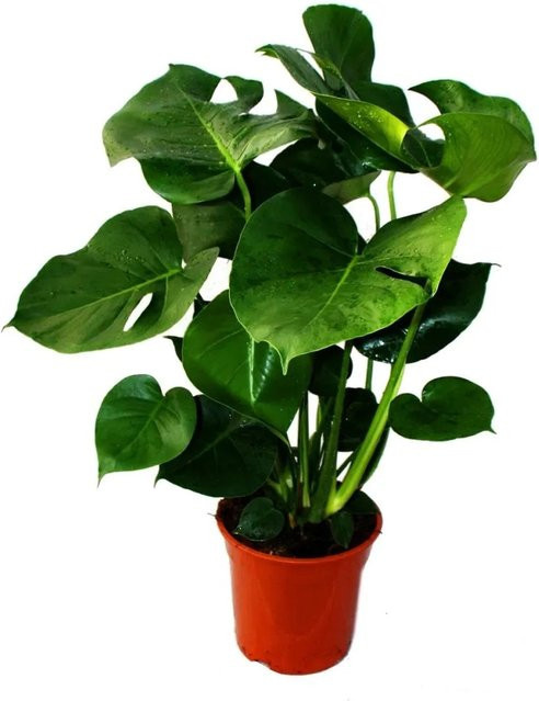 Exotenherz Monstera Deliciosa Fensterblatt in Grün, Höhe: ca. 50-60 cm, Topf-Durchmesser: 21 cm - Bild 1