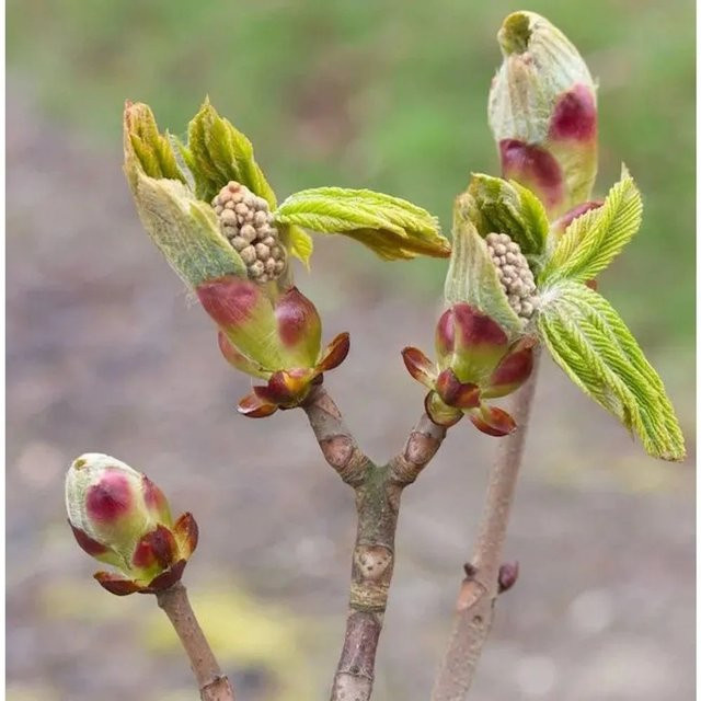 Aesculus parviflora Strauch in Grün, Höhe: 40-60 cm - Bild 1