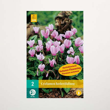 Alpenveilchen Hederifolium BLUME2000 2 Knollen