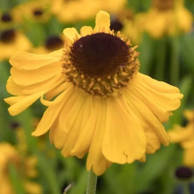 6er Set Arborix Helenium bigelovii Sonnenbraut The Bishop gelbe Schmetterlingspflanze im 9cm Topf - Bild 1