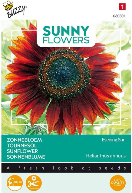 Sonnenblume Abendsonne Buzzy Sunny Flowers Samen von arborix, 4 g - Bild 1