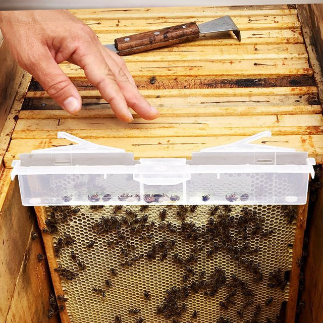 Durchsichtige Bienenstockkäferfalle aus Kunststoff für die Bienenzucht - Bild 1