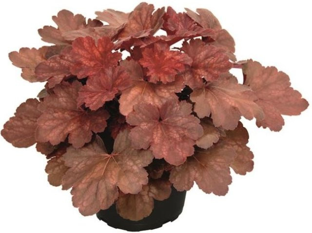 Purpurglöckchen Heuchera Cherry Cola in Rot als winterharte Staude von Mein schöner Garten Shop - Bild 1