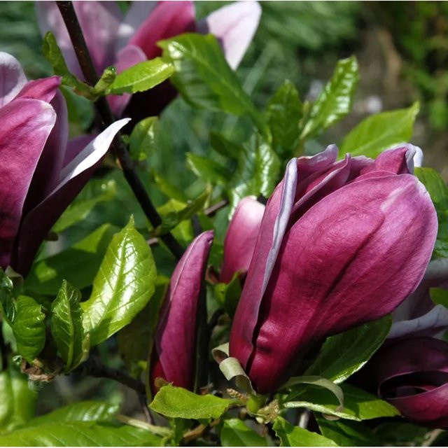 Magnolia soulangiana Emperor Strauch in Lila von Nr-01.de, Höhe: 100-125 cm - Bild 1